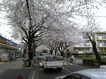 sakura_2011_1.JPG
