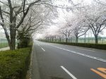 sakura_2011_3.JPG