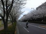 sakura_2011_4.JPG
